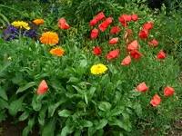 mitten im Gemüsebeet.webp