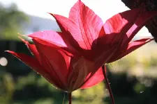 Roter Kardinal.webp
