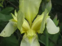 009.webp