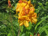 014.webp