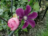 üppiger Sommer 3.webp