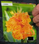 IMG_3339 Canna Picasso.JPG