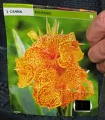 IMG_3339 Canna Picasso.webp