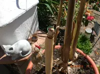 CIMG3061.webp