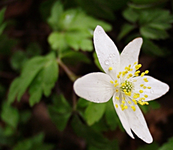 anemonenemorosa.webp