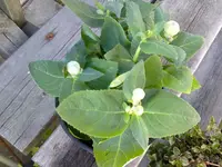 ballonblume.webp