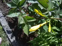 gelbe_lilien2.webp