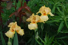 Image022.webp