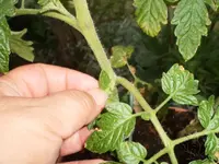 ausgeizen_tomate1.webp