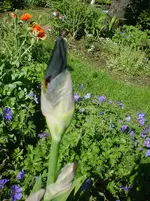 DSC04465.webp