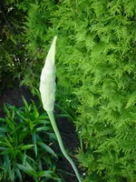 DSC04469.webp