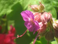 044.webp
