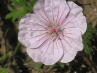 012.webp