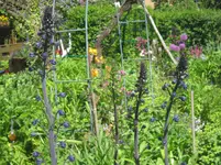 063.webp
