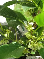 Blüten Kiwi Issai.webp