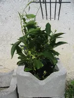 IMG_0719.webp