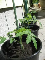 IMG_0713.webp