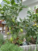 P5230005 599x800.webp