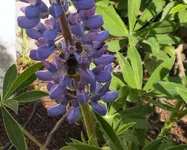 hummel1.webp