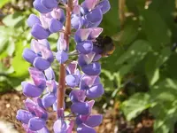 hummel2.webp
