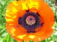 DSCI0946.webp