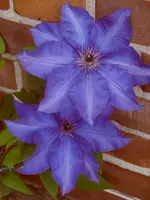 Garten 012.webp