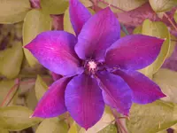 Garten 021.webp