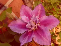 Garten 018.webp