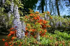IMG_1989 - Kopie.webp