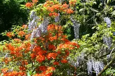 IMG_1986 - Kopie.webp