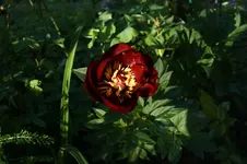 Buckeye Belle.webp