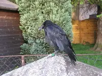 24955.webp