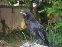 24956.webp