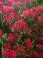 Garten 013.webp