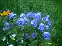 Garten 021.webp