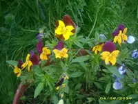 Garten 022.webp