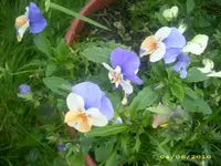 Garten 023.webp