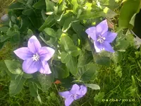Garten 024.webp