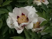 P1110216_600_450.webp
