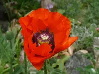 P1110210_600_450.webp