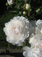IMG_1419.webp