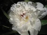 IMG_1420.webp