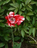 P1110069_468_600.webp