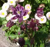 P1110148_600_559.webp