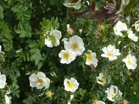 P1110203_600_450.webp