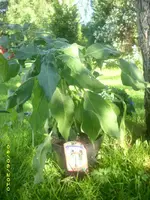 Garten 025.webp