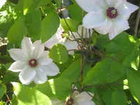 032.webp