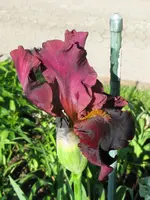 IMG_play with fire_576x768.webp