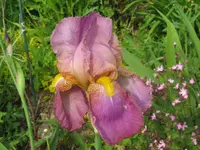 IMG_rosa gelber bart_1024x768.webp