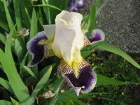 IMG_weiß unten lila_1024x768.webp